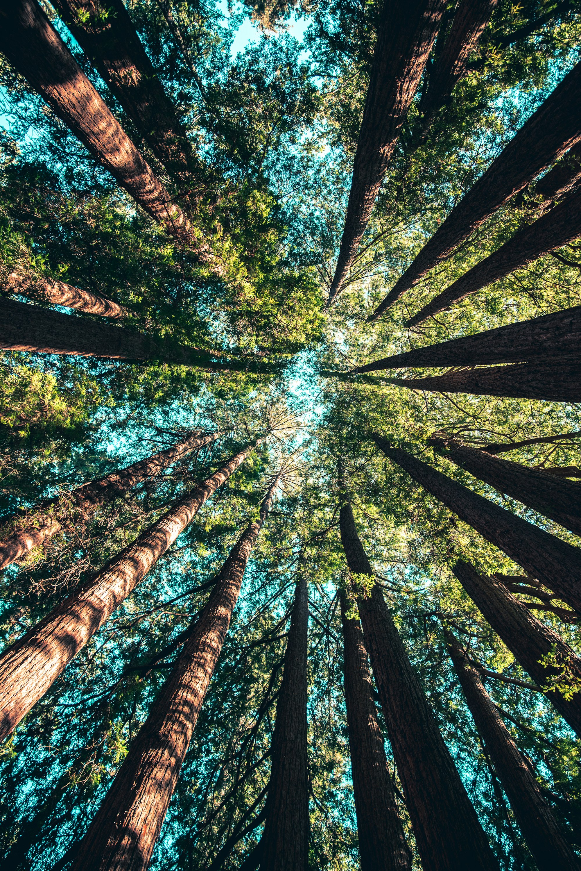 Canopée d'une forêt traversée par la lumière du soleil, vue depuis le sol